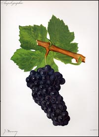 Durif or Petite Sirah