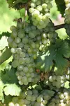 Muller Thurgau white wine variety in Australia: description, producers and regions