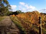 Mornington Peninsula Wine Region list of wineries and its alternative varieties