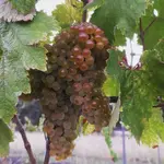 Pyrenees Wine Region in Western Victoria is known for its bold reds and now some alternative varieties