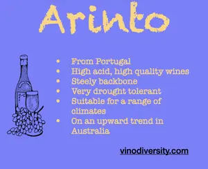 Arinto summary