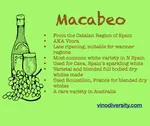 Macabeo aka Viura from Calalonia makes sparkling and still white wines