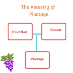 Pinotage wine variety, from S Africa, now grown in Australia, producers and regions 