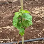 Ribolla Giallia Synapius