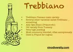Trebbiano 