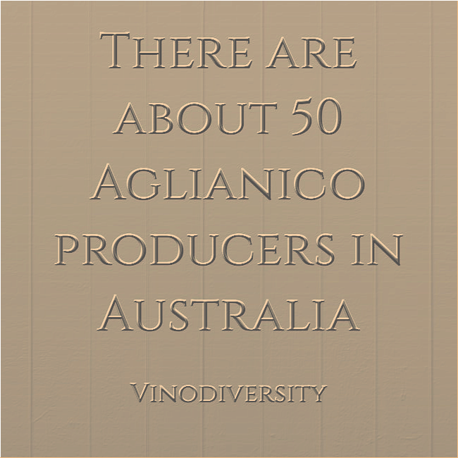 50 aglianicos