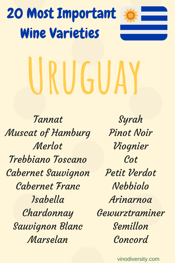 Wine grape varieties in Uruguay