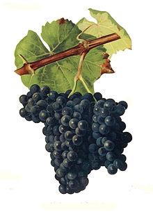 Alicante bouschet