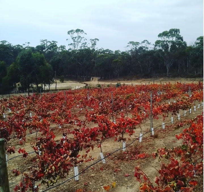 Autumn colours at 3 Dams Vineyard in Heathcote region Autumn colours at 3 Dams Vineyard in Heathcote region