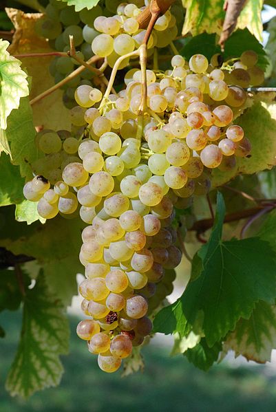 Colombard Grape