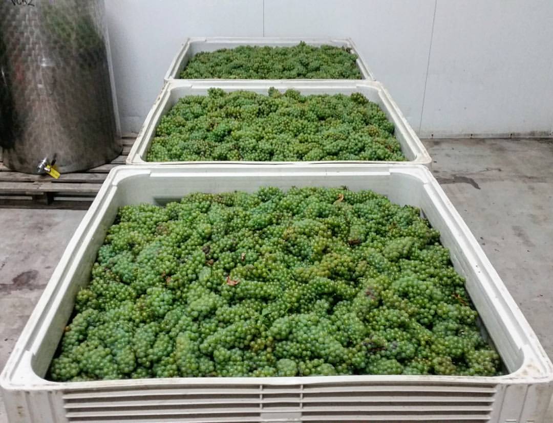 Pinot Blanc at Billy Button Wines in the Alpine Valleys region of North East Victoria