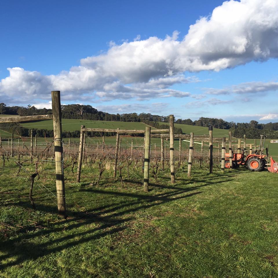 Moondarra Vineyard in Gippsland