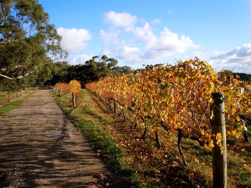 Autumn at Hickinbotham at Dromana
