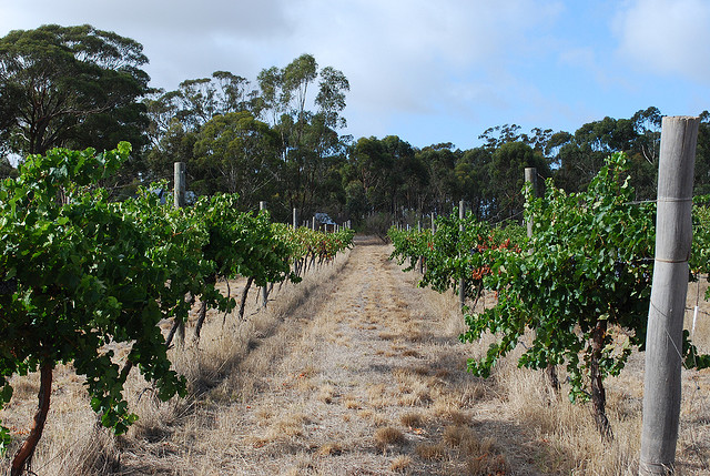 Pengally Lane Wines at Newstead make wine from Graciano, Moscato Giallo, Sangiovese, Tempranillo.