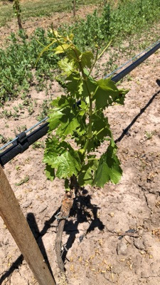 Ribolla Gialla in Keivin McCarthy's Vineyard in the Mornington Peninsula Ribolla Gialla in Keivin McCarthy's Vineyard in the Mornington Peninsula