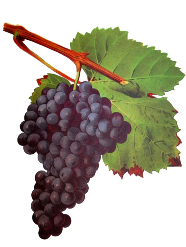 Tannat Red Wine Variety