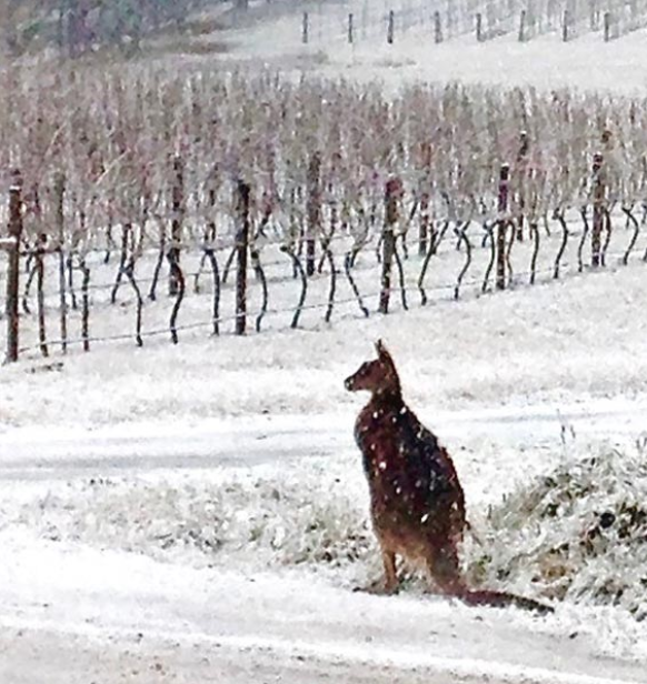 kangaroo in Tertini vineyard in the snow
