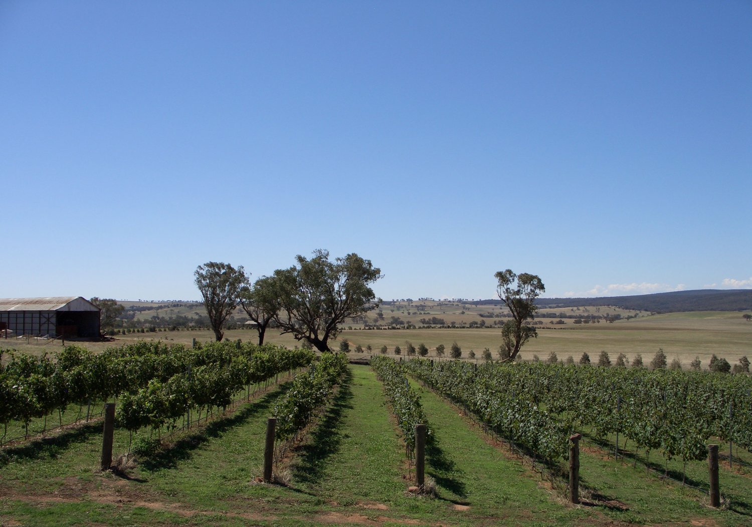 The Trandari Vineyard in Hilltops Wine Region NSW