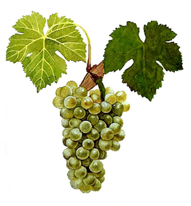 Viognier