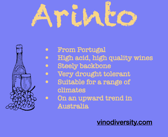 Arinto summary