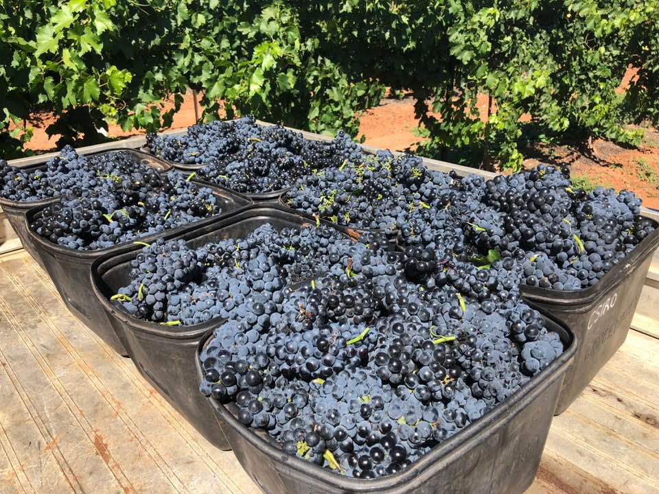 The first vintage of Mencia grapes at Bassham Wines in the Riverland Region of South Australia