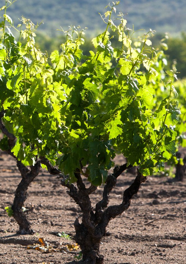 Carignan vineyard trained into Bush vines