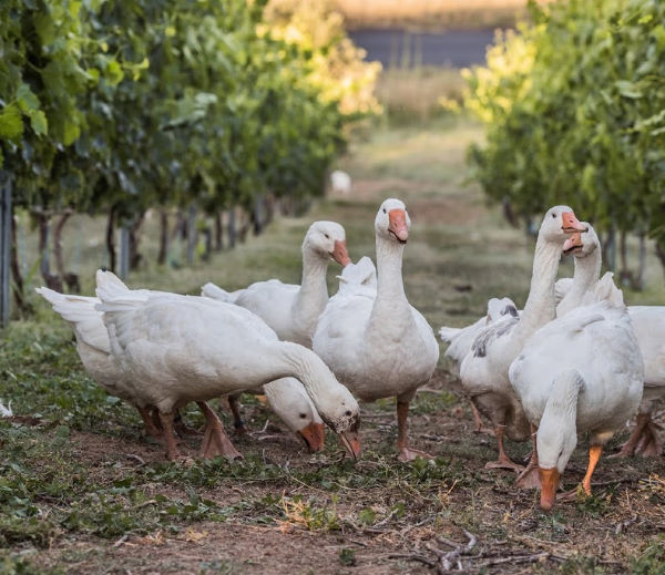 Geese in vineyard. Collector Wines uses the rare varieties Canaiolo Nero, Colorino and Mammolo. Canberra District
