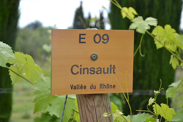 Cinsault red wine variety