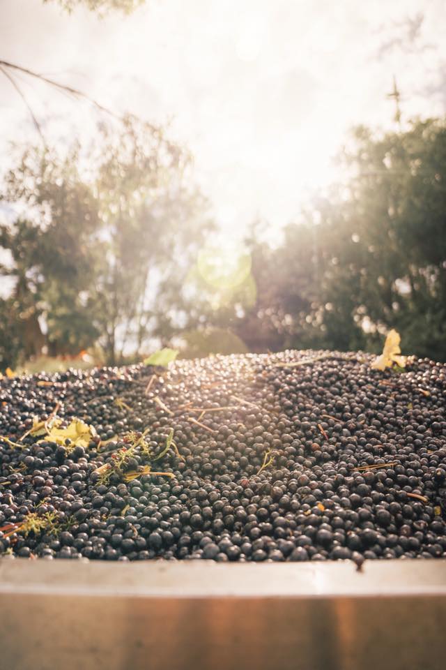 Sangiovese grapes ready for crushing at Coriole in Mclaren Vale
