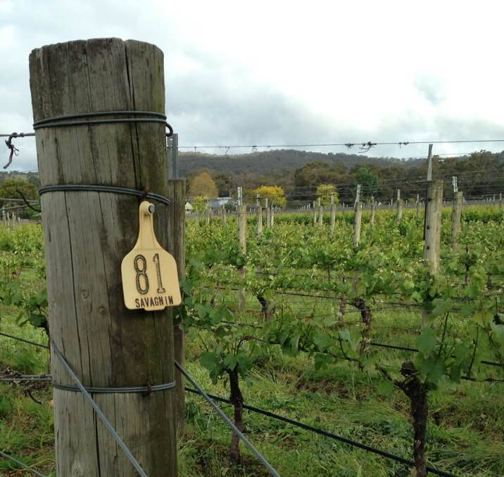 Savagnin Vines at Crittenden Estate in The Mornington Peninsula
