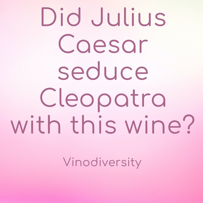 juliur brachetto juliur brachetto