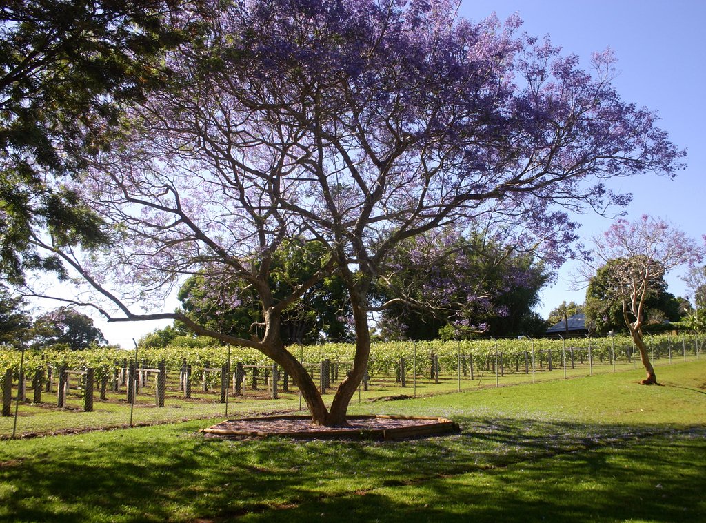 Douglas Vale Homestead and vineyard in the Hastings River Wine Region