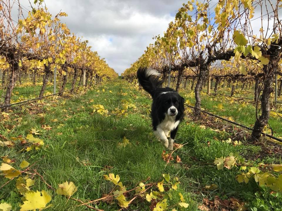 Autumn colours at Golding Wines in the Adelaide Hills Wine Region