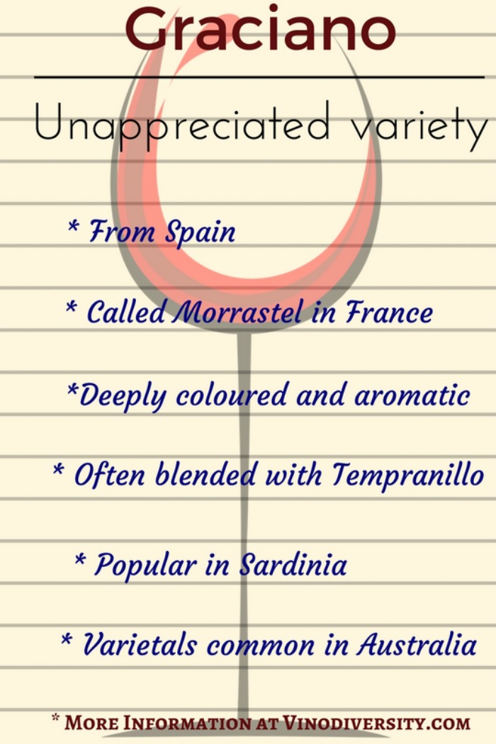 Graciano red wine grape variety