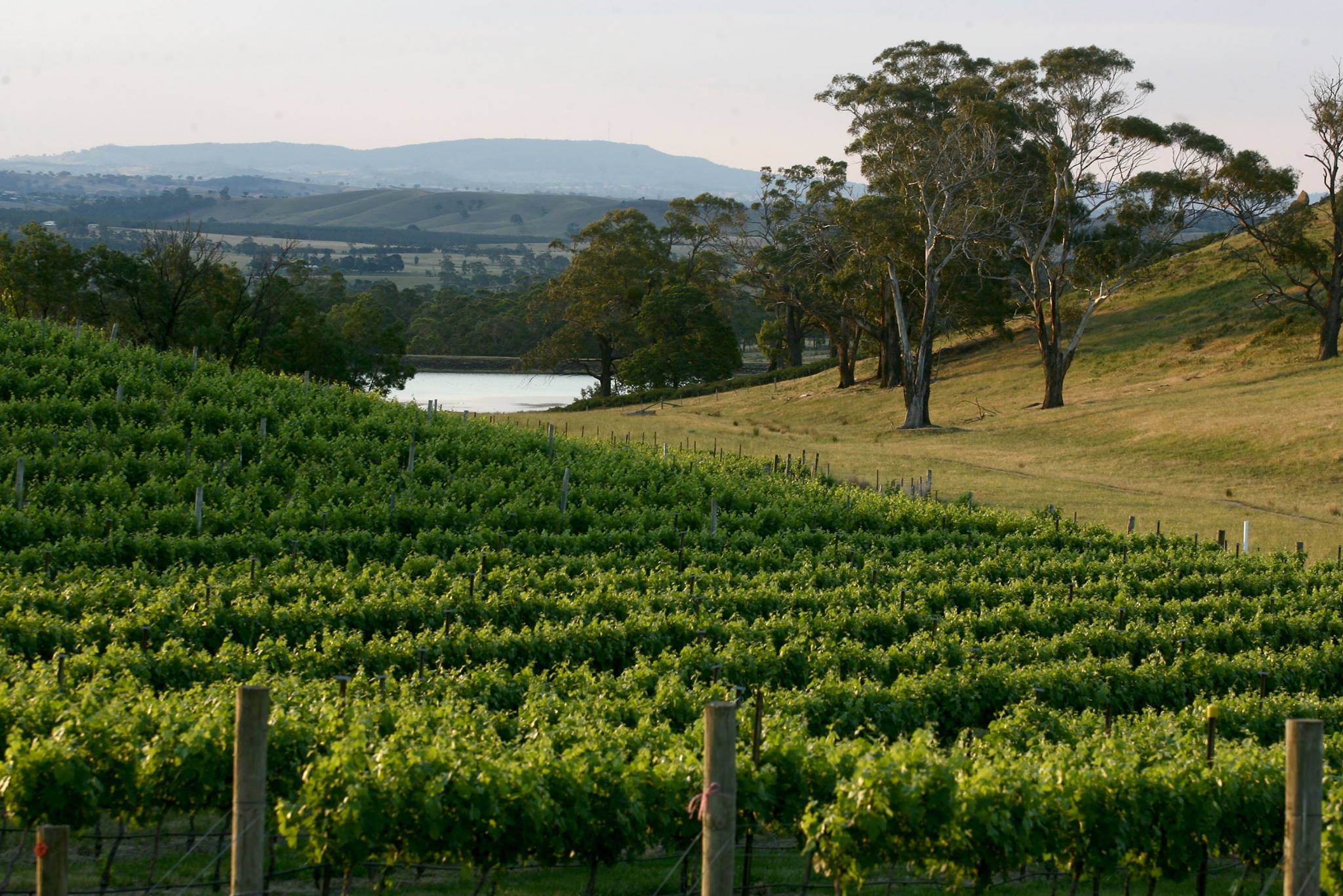 View over the vines at Granite Hills Winery in the Macedon Ranges Region