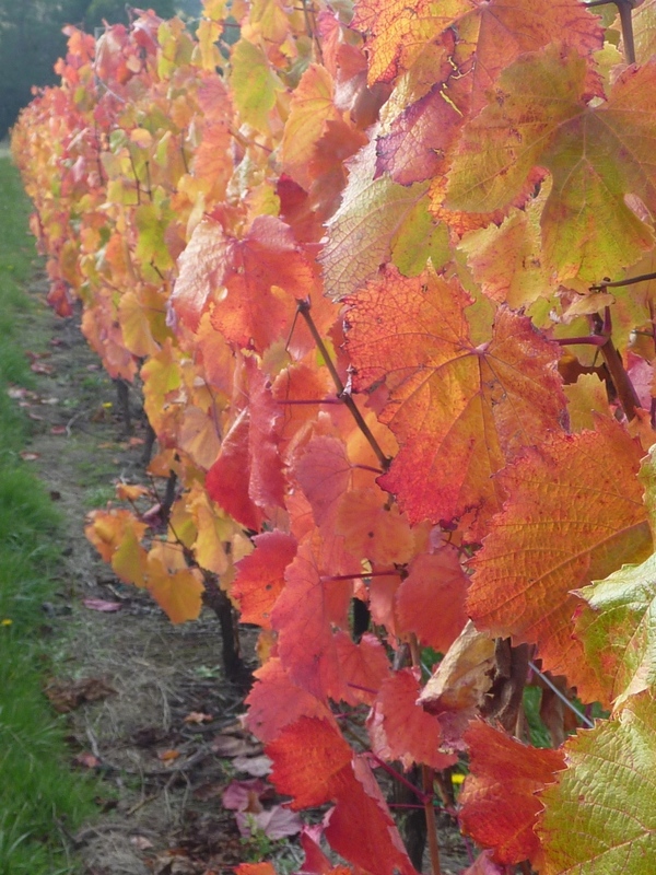 Malbec vines growing at Grey Sands in Northern Tasmania.
