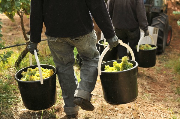 Hand harvested Gruner Veltliner on its way to the winery. Image courtesy Hahndorf Hill Winery