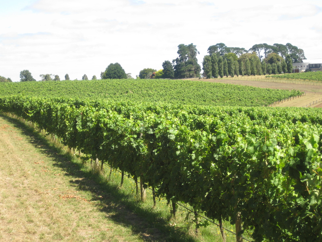 Crawford River Wines are noted Riesling producers in the Henty Wine Region