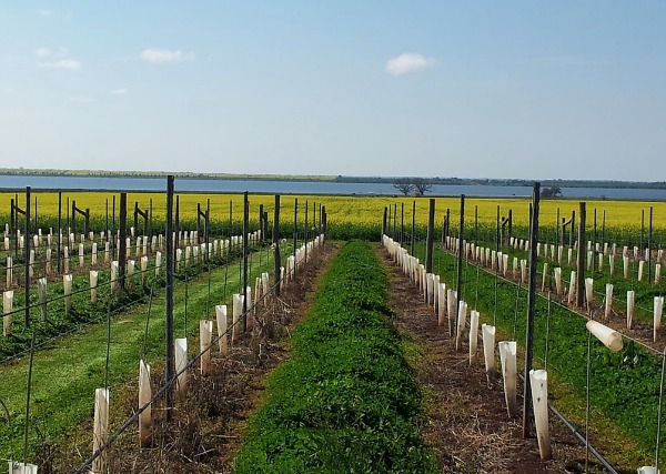 Carmenere vines oat Humis wines in the Heathcote Wine Region