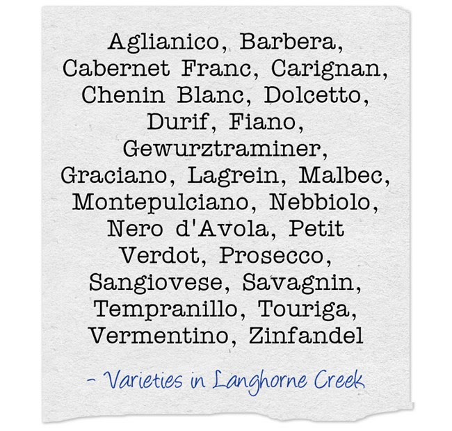 Alternative wine varieties at Langhorne Creek Alternative wine varieties at Langhorne Creek