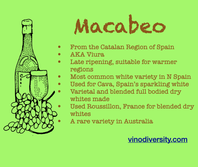Macabeo wine Macabeo wine