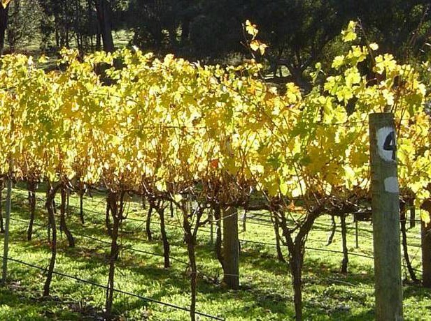 Vines at Mandalay Road in the Geographe Region