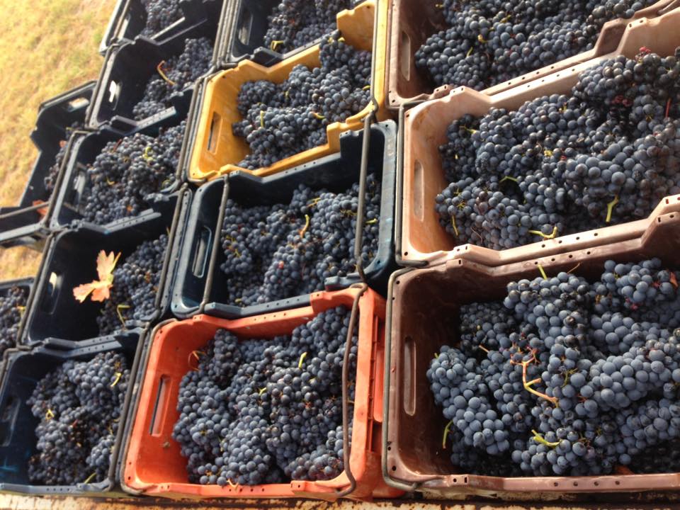 Tempranillo Grapes at Mazza Wines in the Geographe region of Western Australia