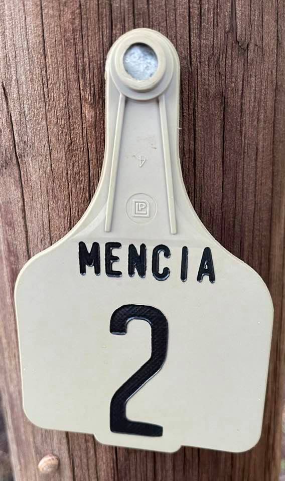 Mencia row label at Bassham wines in the Riverland wine region