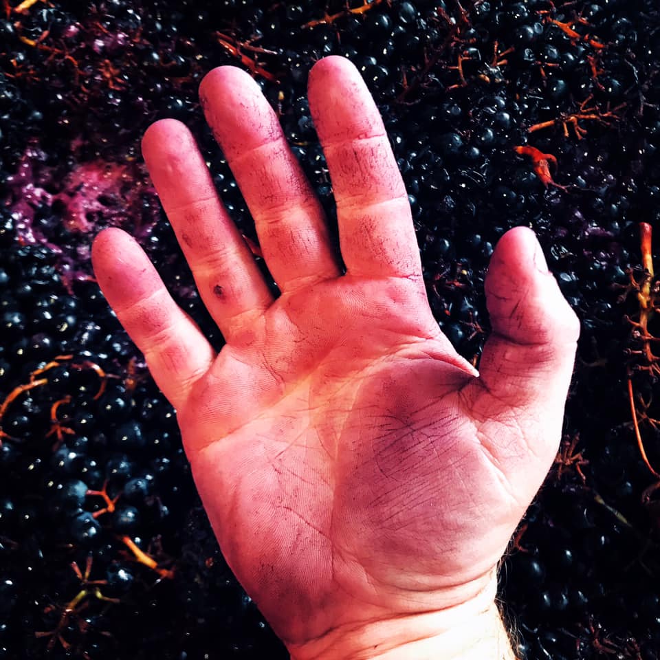 Dornfelder ferment at Mewstone Winery in Tasmania