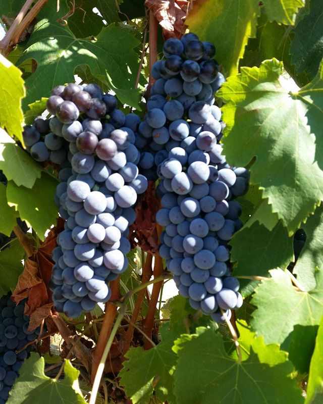 Nebbiolo Grapes at Glenwillow Vineyard in the Bendigo wine region