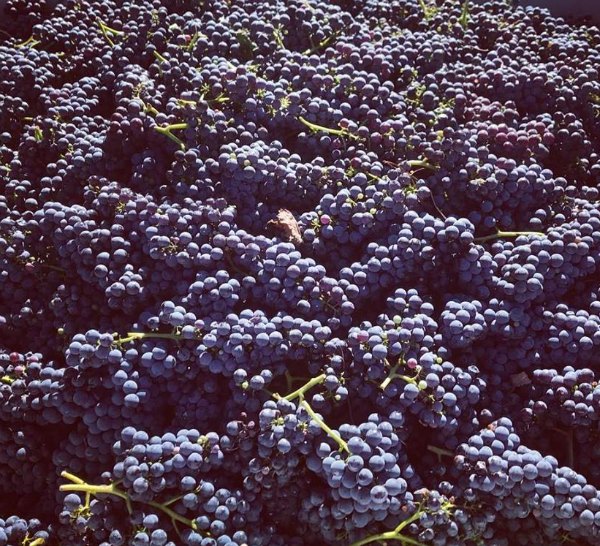 Nebbiolo grapes ready for processing
