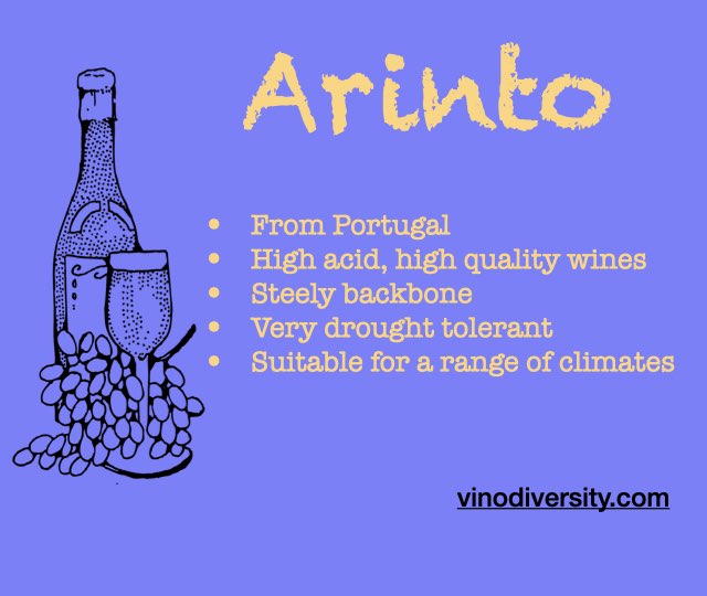 Arinto in Australia. One of 9 new varieties