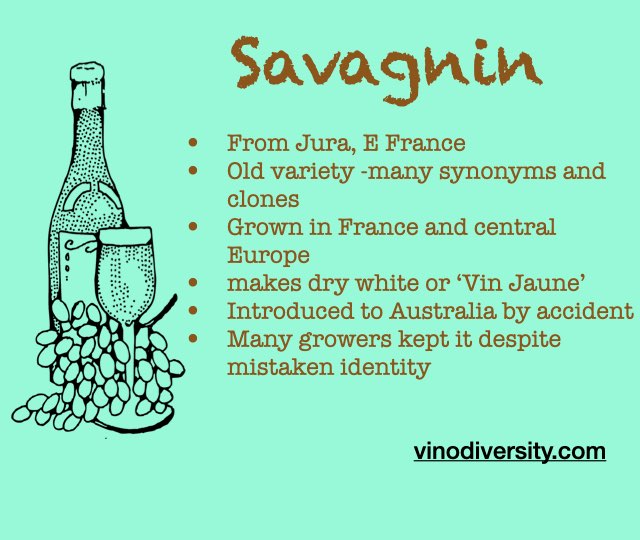 Savagnin in Australia. One of 9 new white varieties, which is best?