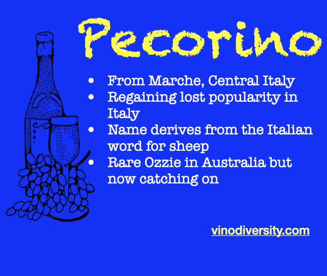 pecorinosquare pecorinosquare